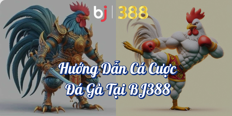Cá Cược Đá Gà - Trò Chơi Đỉnh Cao Tại BJ388 5 Hướng dẫn cá cược đá gà tại BJ388