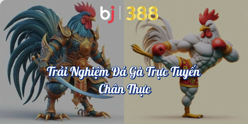 Cá Cược Đá Gà - Trò Chơi Đỉnh Cao Tại BJ388 2 Trải nghiệm chân thực đá gà trực tuyến