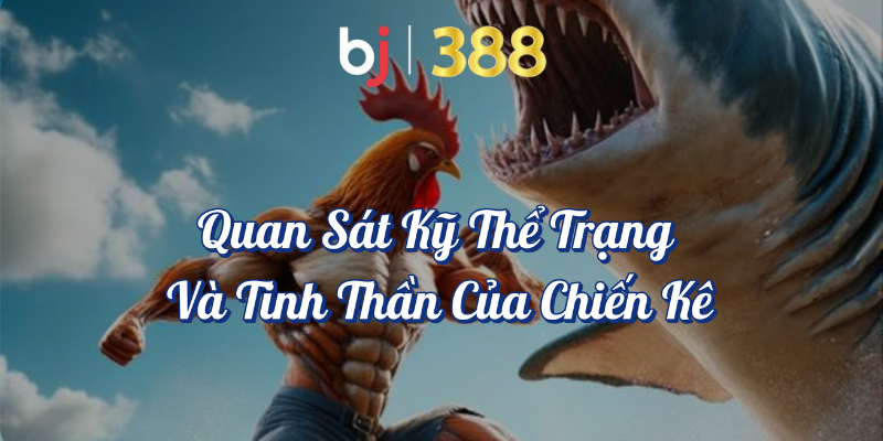 Những Bí Quyết Cá Cược Đá Gà Thắng Lớn Tại BJ388 4 Quan sát kỹ thể trạng và tinh thần của chiến kê