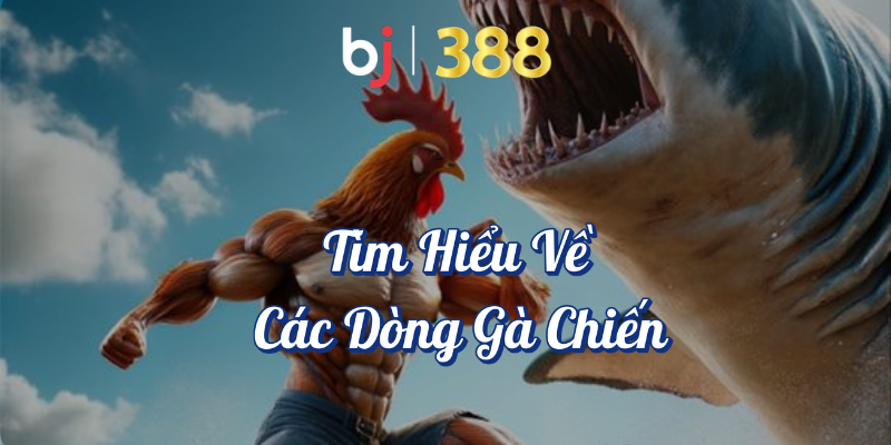 Những Bí Quyết Cá Cược Đá Gà Thắng Lớn Tại BJ388 3 Tìm hiểu về các dòng gà chiến