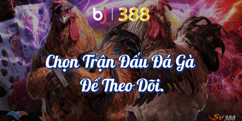 Theo Dõi Đá Gà Online Và Hướng Dẫn Chi Tiết Cách Tại BJ388 4 Chọn trận đấu đá gà để theo dõi