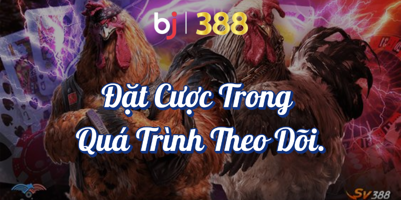 Theo Dõi Đá Gà Online Và Hướng Dẫn Chi Tiết Cách Tại BJ388 5 Đặt cược trong quá trình theo dõi