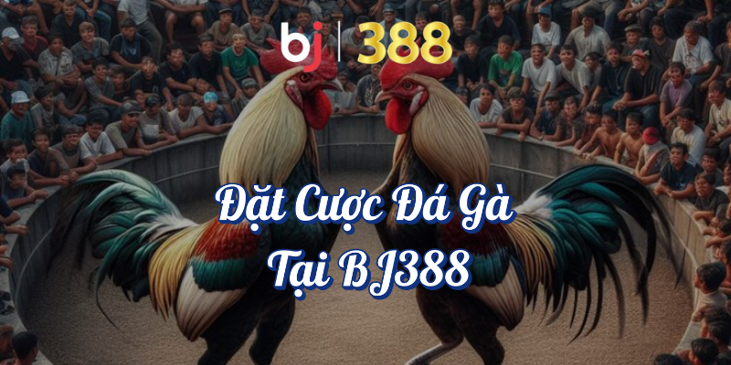 Giải Đấu Đá Gà Hấp Dẫn Nhất Trên BJ388 2 Đặt cược đá gà tại BJ388