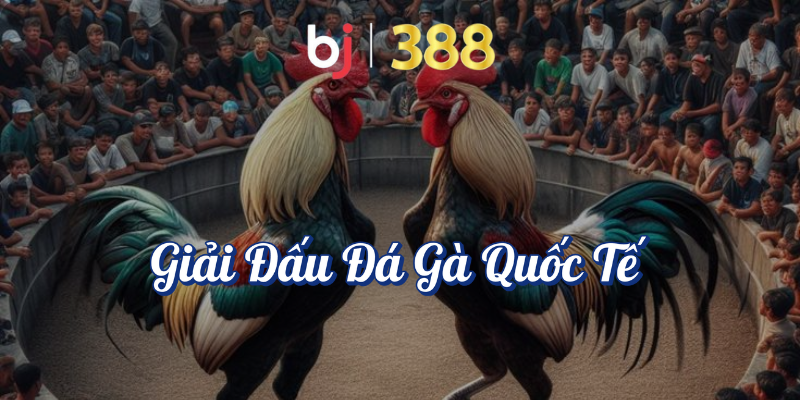 Giải Đấu Đá Gà Hấp Dẫn Nhất Trên BJ388 4 Giải đấu đá gà quốc tế