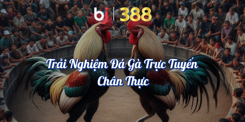 Giải Đấu Đá Gà Hấp Dẫn Nhất Trên BJ388 5 Trải nghiệm đá gà trực tuyến chân thực