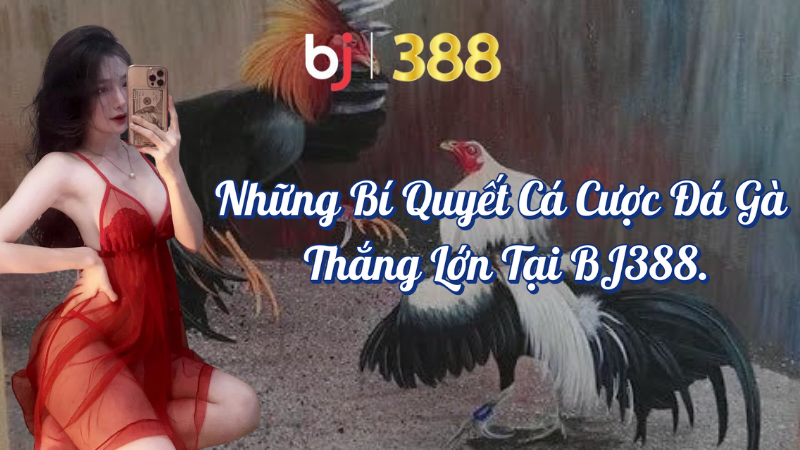 Những Bí Quyết Cá Cược Đá Gà Thắng Lớn Tại BJ388 1 Những bí quyết cá cược đá gà thắng lớn tại BJ388